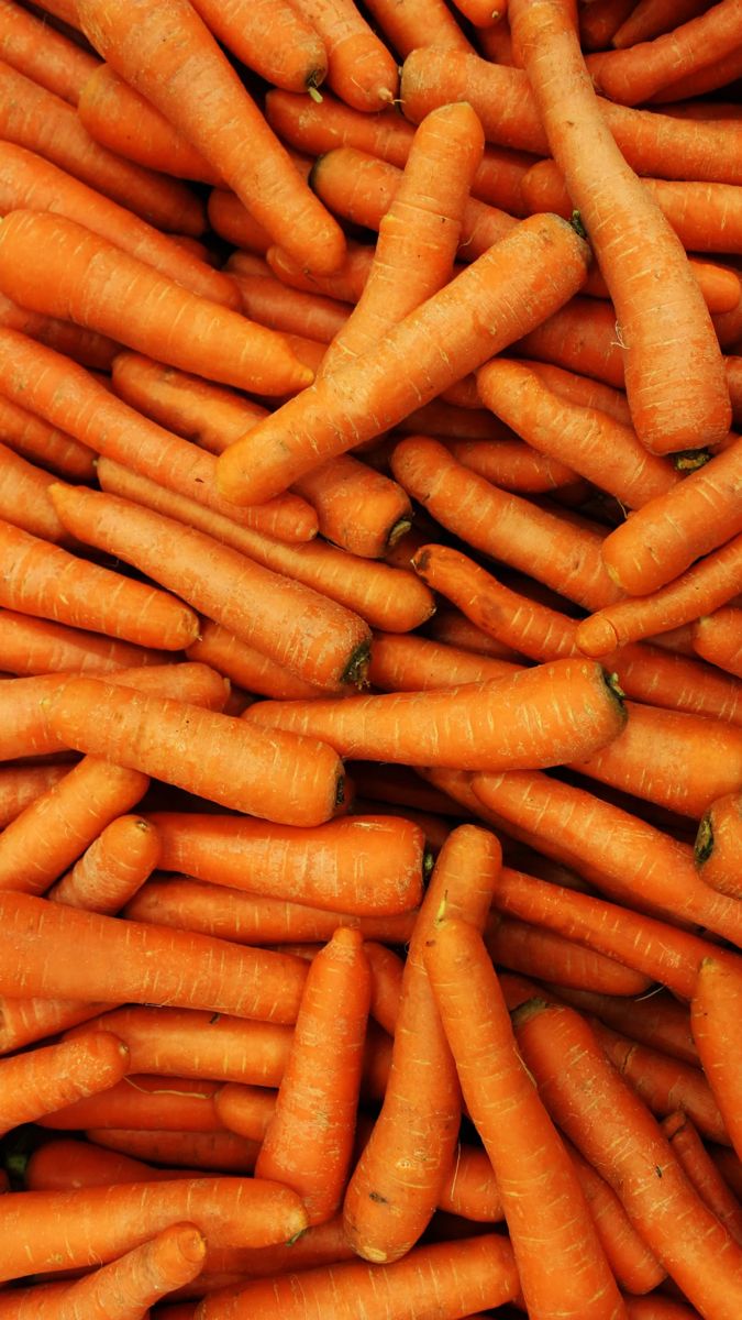 Farm Fresh Carrots