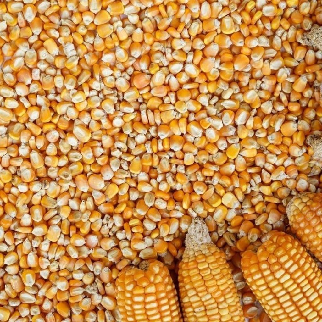 Dried Corn