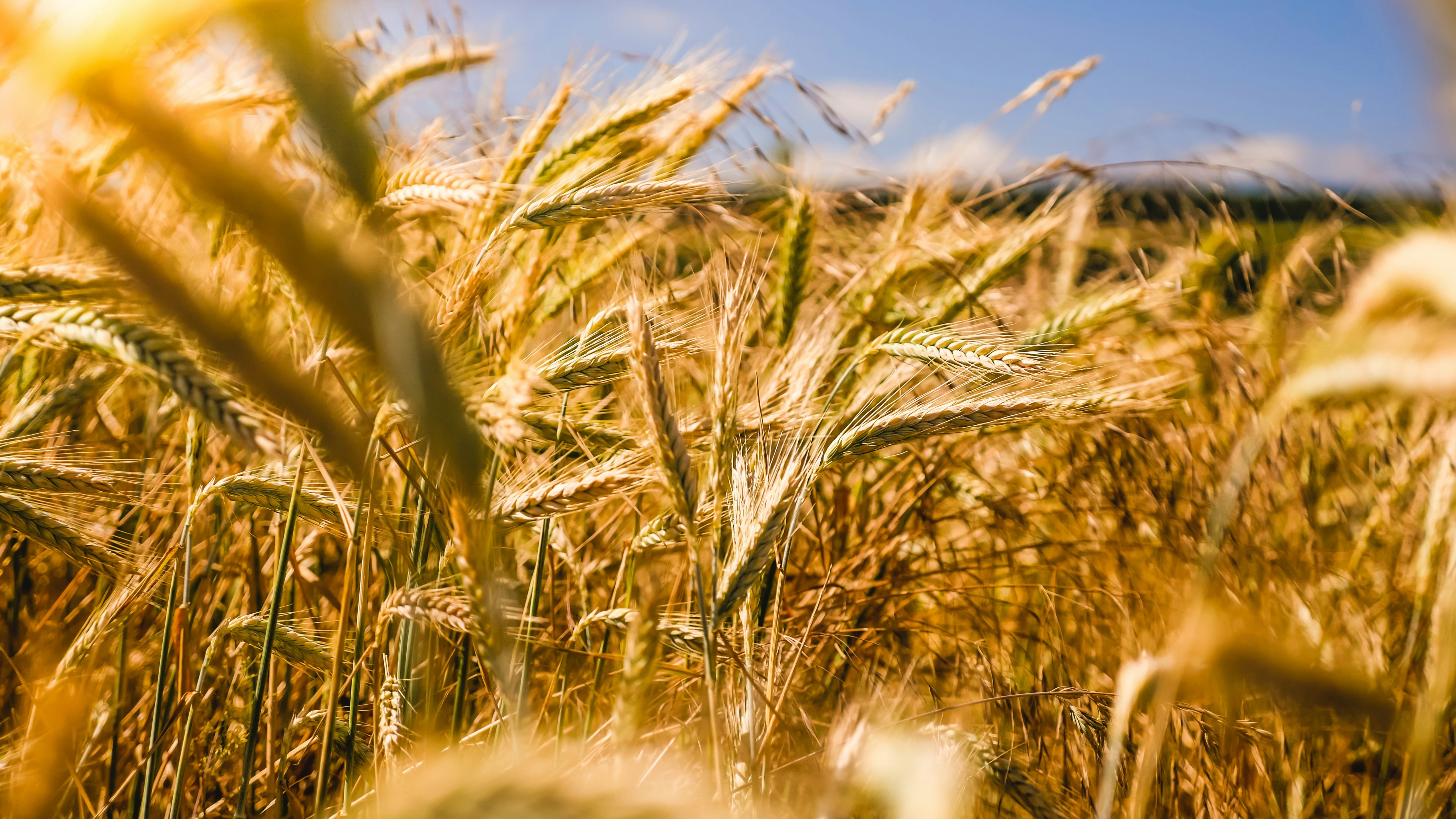 field of wheat