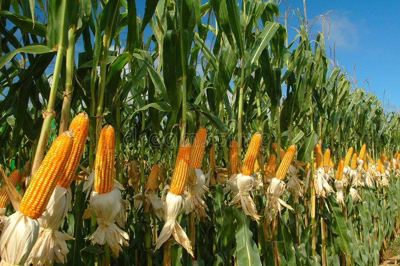 veggies in the field