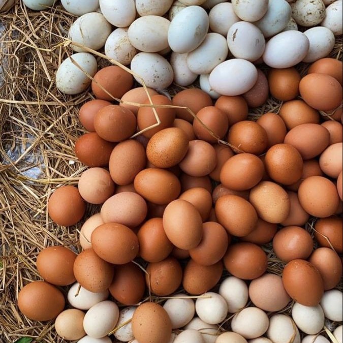 fresh eggs
