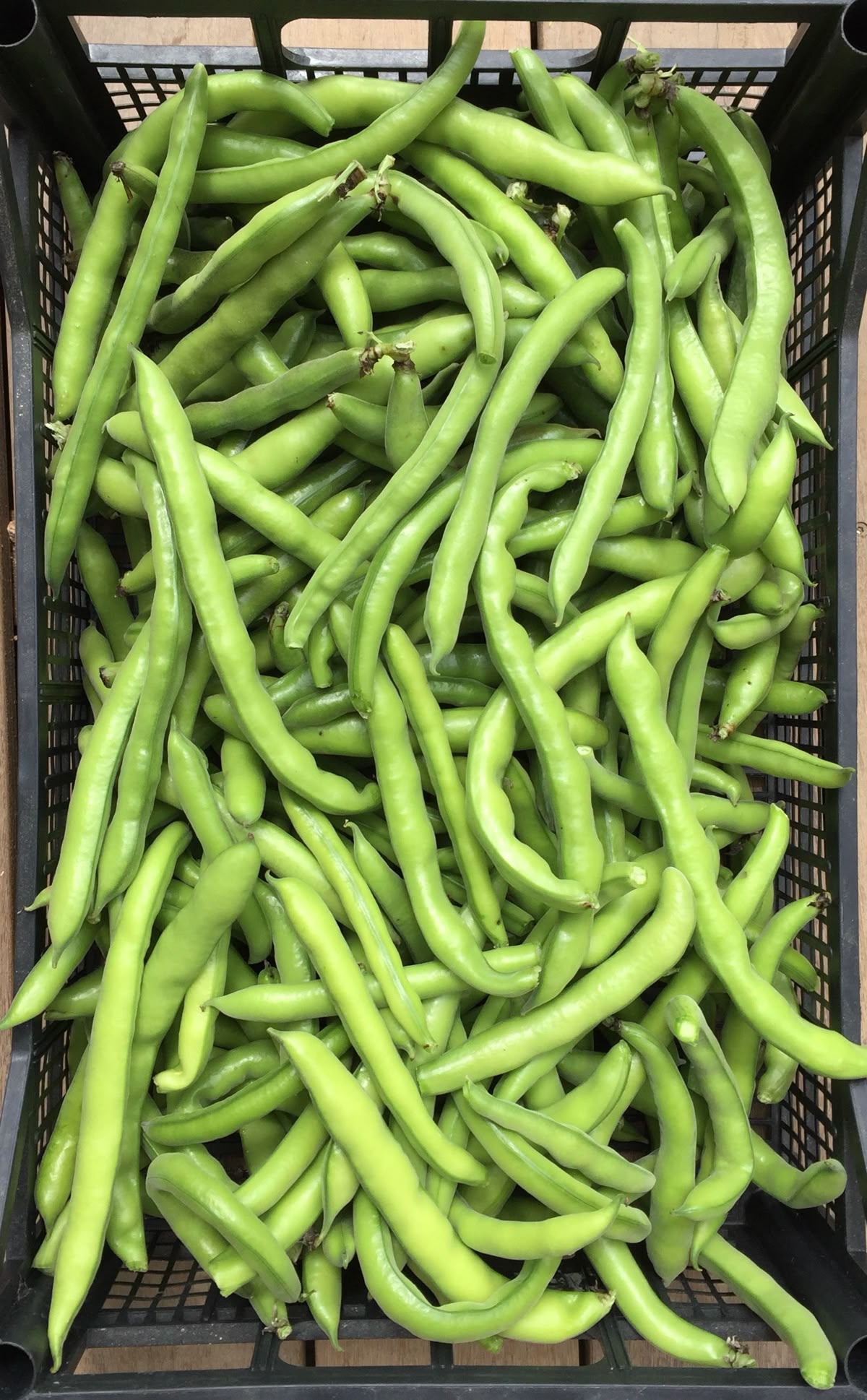 Farm Fresh Green Beans