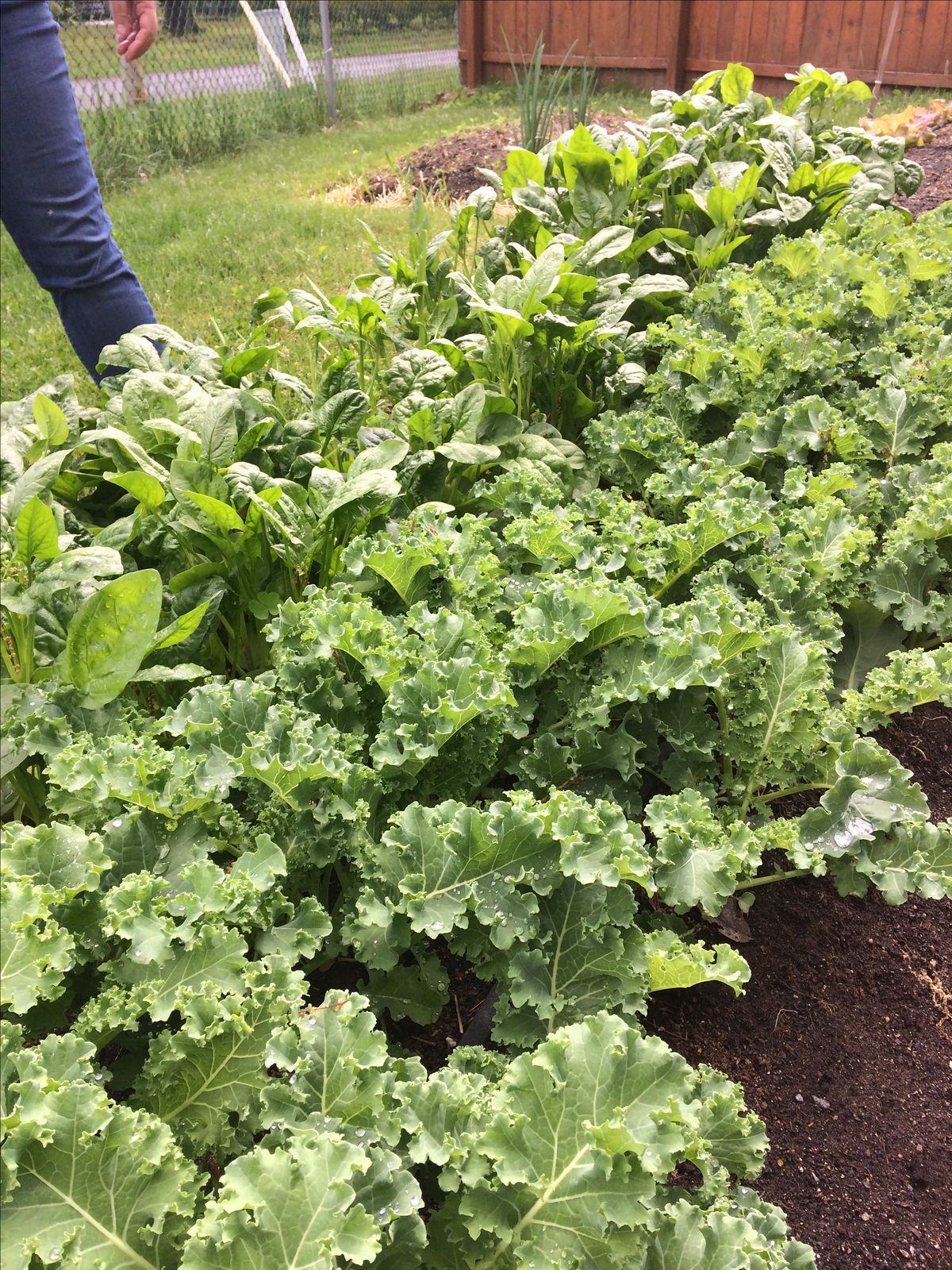 Farm Fresh Kale & Spinach