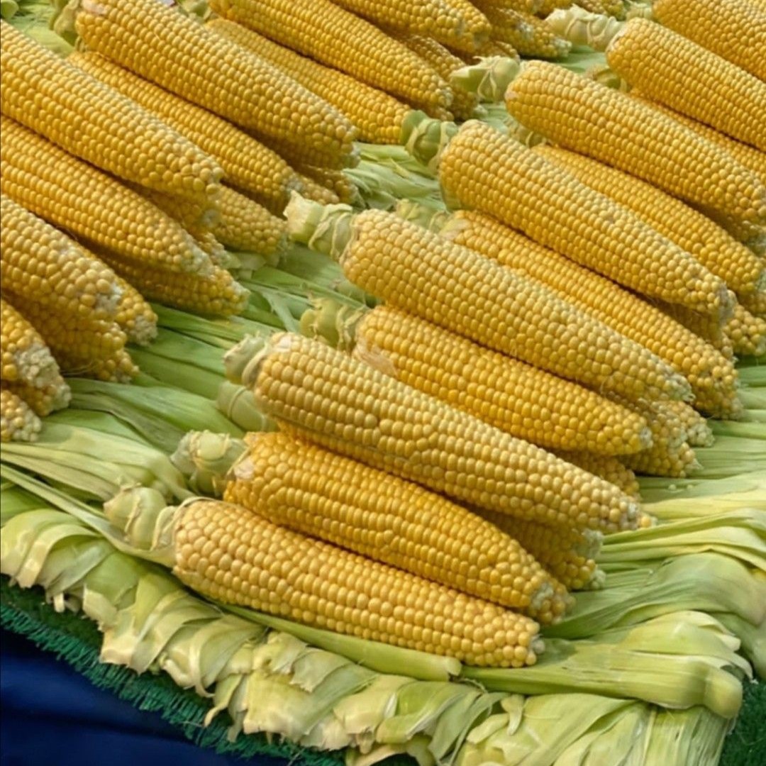 Farm Fresh Corn