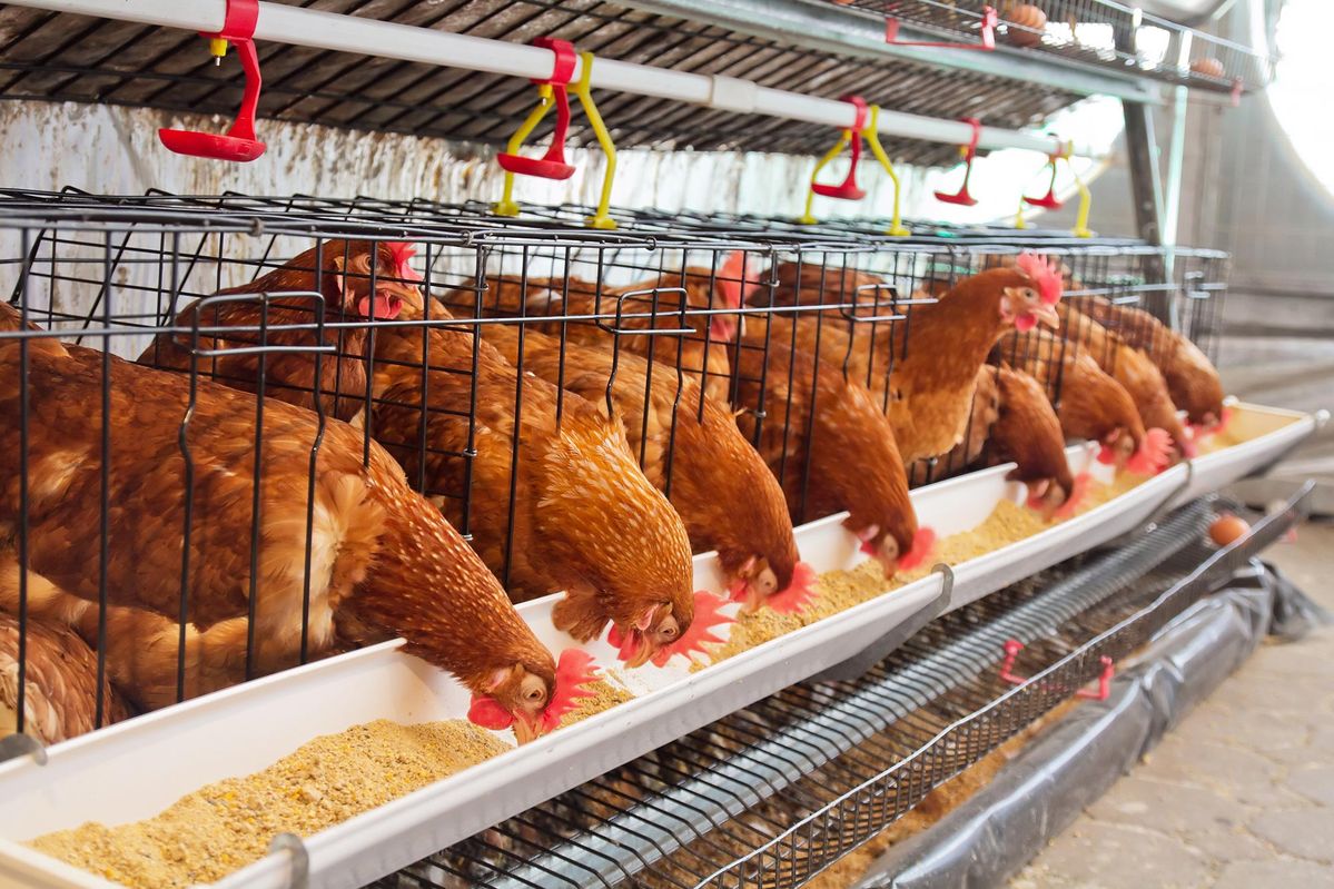 fresh farm eggs