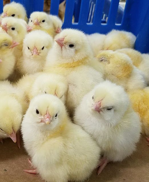 chicks for sale