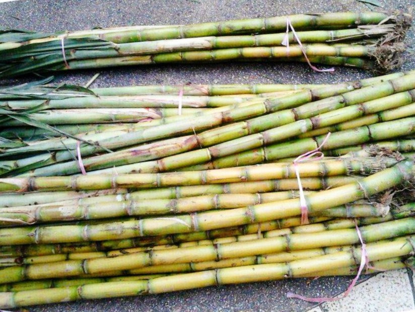 Sugarcane