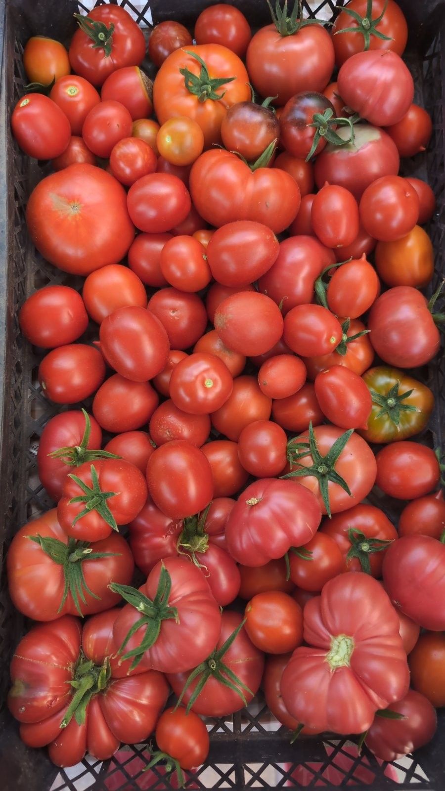 Farm Fresh Tomatoes