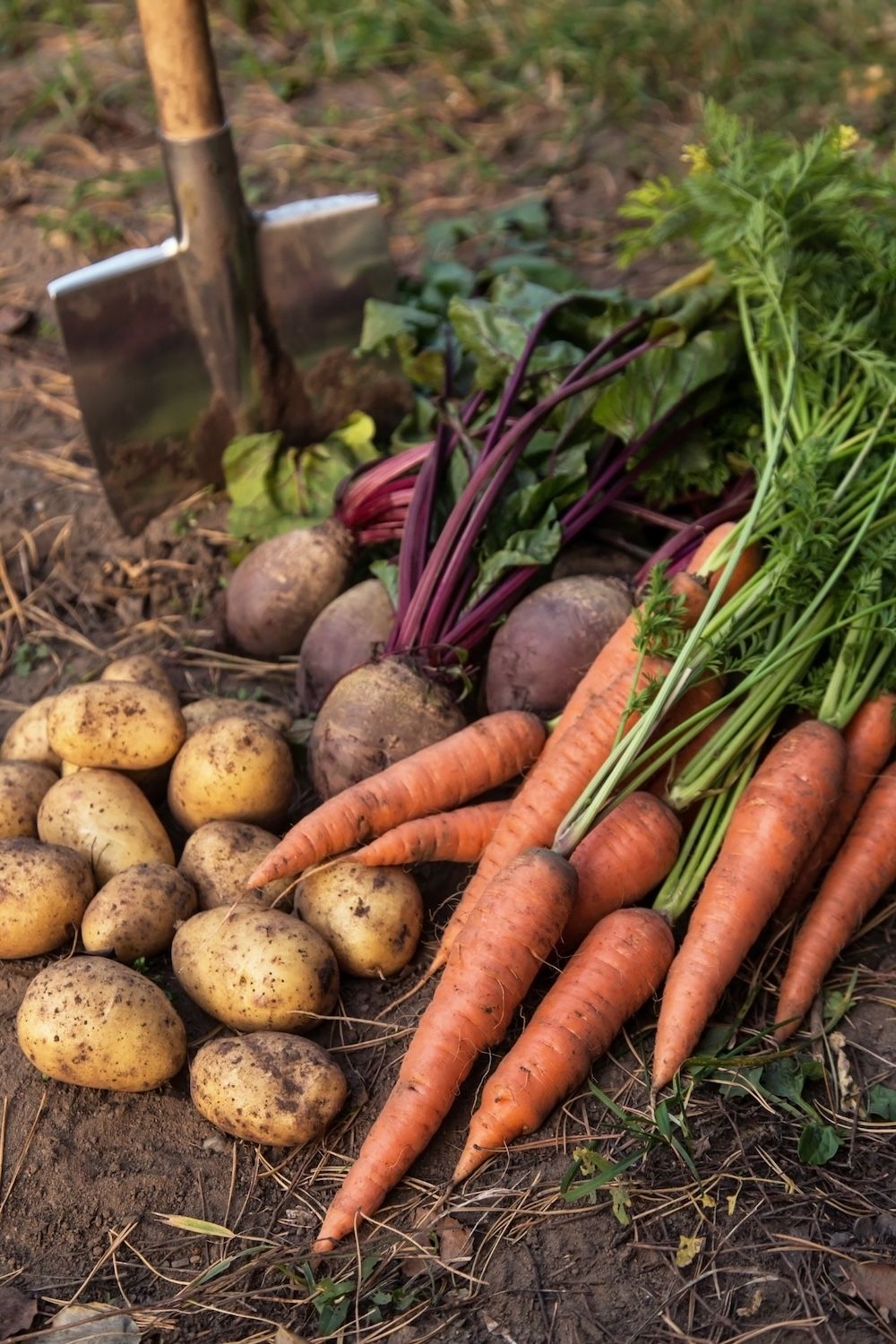 Featured seasonal veggies
